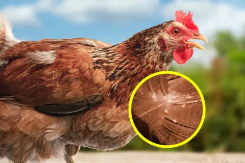 Nahaufnahme eines braunen Huhns mit hervorgehobener Federstruktur, die das Aussehen roter Vogelmilben zeigt.