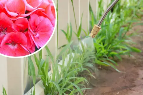 Różowe pelargonie obok chwastów, na które pryskany jest środek z kwasem pelargonowym.