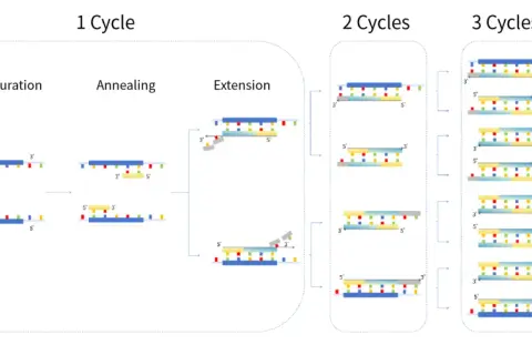 Illustration av PCR-processen: DNA-strängar delas, primers fäster och förlängs i cykler för att skapa många kopior av DNA, vilket är grunden för ett PCR-test.