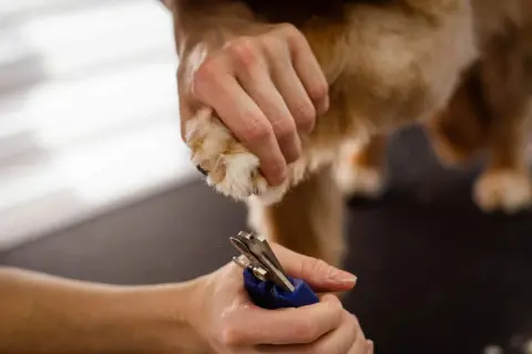 Persona corta las uñas negras de un perro con cuidado.