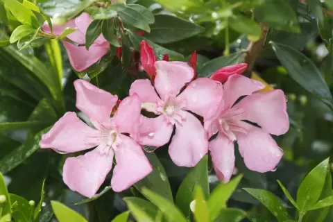 Różowy oleander kwitnie, a jego liście są wilgotne od deszczu. Ta roślina lubi przepuszczalną ziemię.