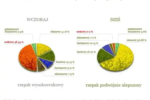 Czy olej rzepakowy to olej roślinny? Odkryj jego zdrowotne korzyści