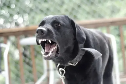 Perro negro con rabia, mostrando sus colmillos afilados.