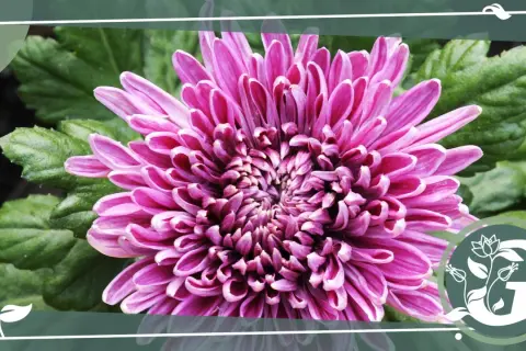 Eine prächtige, pinke Chrysantheme im Topf entfaltet ihre Blütenblätter. Grüne Blätter bilden den Hintergrund.