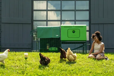 Ein Mädchen sitzt im Gras neben einem Hühnerstall. Wie viel Quadratmeter braucht ein Huhn im Stall? Hier sind vier Hühner, die im Gras herumlaufen.