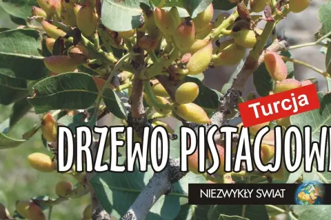 Drzewo jak nuta - odkryj tajemnice orzechów i zagadek