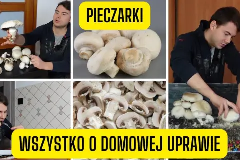 Jak uprawiać pieczarki w domu - proste kroki dla początkujących