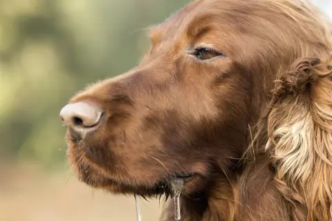 Un chien mal de mer, un setter irlandais brun, bave abondamment, le regard perdu dans le vague.