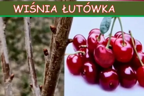 Gałązki wiśni łutówki z pąkami obok kiści dojrzałych, błyszczących wiśni.