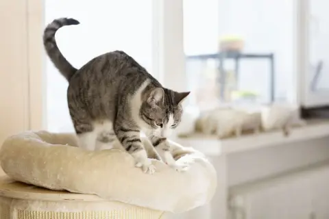 A tabby cat kneads a plush bed, a comforting behavior that explains why does my cat knead me.