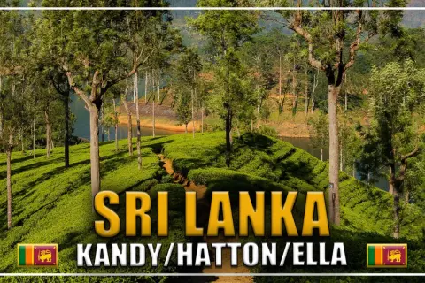 Zielone plantacje herbaty w Sri Lance, w okolicach miast Kandy, Hatton i Ella. W tle jezioro i drzewa.