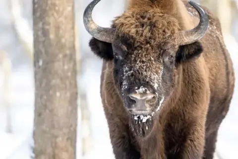 Ein Wisent im Schnee, ein majestätischer Bewohner des letzten Urwalds Europas.