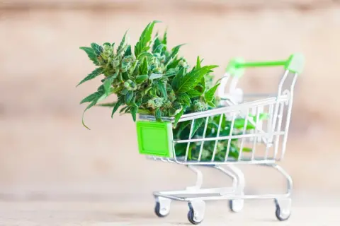 Sklep z nasionami konopi: Jak kupić legalnie i bezpiecznie?