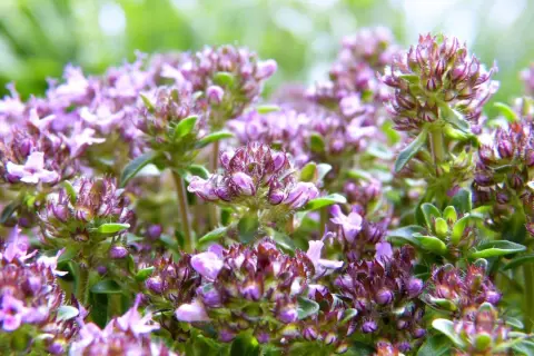 Zarte violette Blütenköpfe von Thymian, die sich perfekt für herzhafte Gerichte eignen.