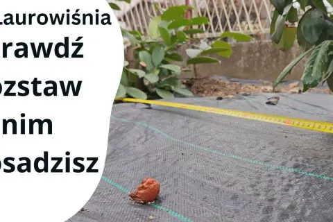 Jak sadzić laurowiśnię Novita, aby uniknąć rzadkiego żywopłotu?