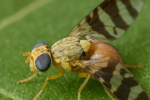Mosca con occhi blu e ali a strisce, posata su una foglia verde. Il suo corpo giallo e marrone ricorda un piccolo picciolo foglia.
