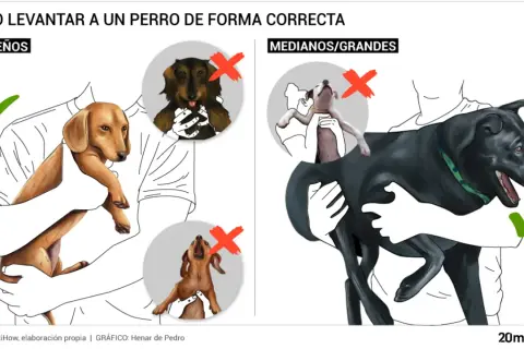 Ilustración muestra cómo levantar perros pequeños y grandes correctamente. Evita que tu perro te monte con estas técnicas.
