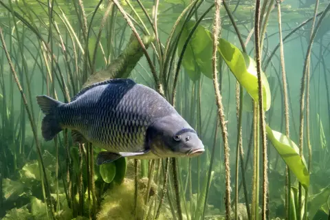Ein Amur Fisch schwimmt zwischen Seerosenblättern und Wasserpflanzen.