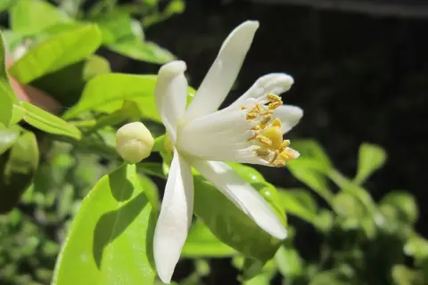 Fleur de citronnier en pleine évolution, ses pétales blancs s'ouvrent sur des étamines dorées. Un bouton floral prometteur est visible.