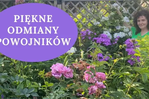 Kiedy kwitną clematisy? Odkryj sekrety ich pięknych kwiatów