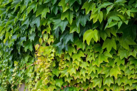 Dichtes Blattwerk von Vitis sylvestris, das eine Wand bedeckt. Die Blätter sind in verschiedenen Grüntönen, einige sind gelblich.