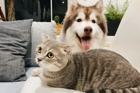 ¿Quién es más inteligente un perro o un gato? Comparativa sorprendente