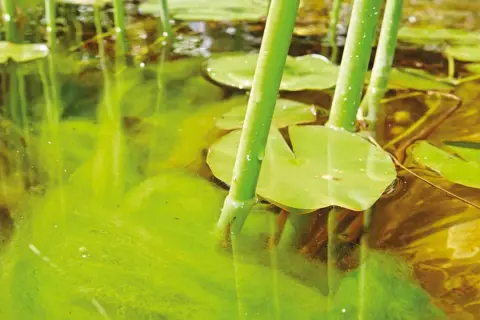 Eau trouble d'un étang, avec des nénuphars et une algue plante verdâtre flottant à la surface.