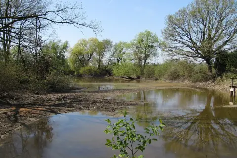 Ein ruhiger Teich im Eriskircher Ried spiegelt die umliegenden Bäume und den blauen Himmel wider.
