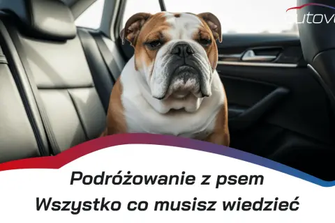 Transporter dla buldoga: klucz do bezpiecznej podróży