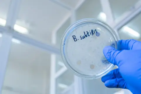 Petrischale mit "B. subtilis" beschriftet, zeigt die Wirkung von Bakterienkulturen.