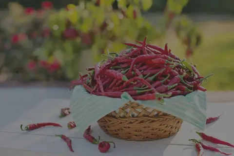 Ein Korb voller roter Chilis, die darauf warten, in scharfe Gerichte verwandelt zu werden. Diese peperoni sind scharf!