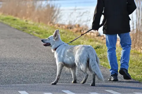 Ein weißer Hund mit rotem Halsband wird an einer Leine geführt. Der leinenruck hund genießt den Spaziergang am Wasser.