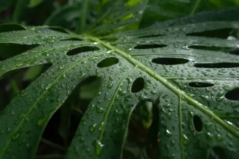 Kiedy monstera płacze, krople deszczu lśnią na jej zielonych, dziurawych liściach, tworząc naturalny, wilgotny obraz.