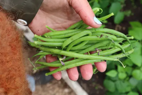 En hand håller en nyskördad hög med gröna haricots verts, redo att odla mer.
