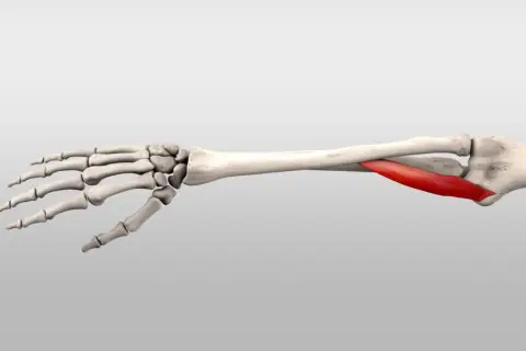 Knochen des Unterarms und der Hand mit hervorgehobenem roten Muskel, dem pronator teres.