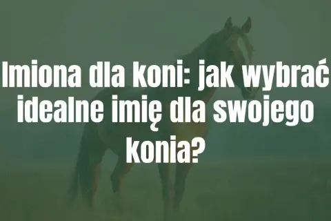 Imiona dla koni: jak wybrać idealne imię dla swojego konia? Biały tekst na tle konia.