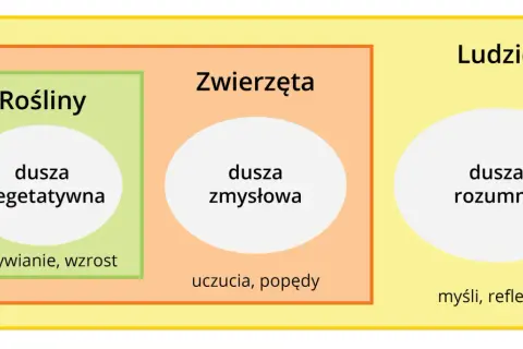 Schemat przedstawia różne rodzaje dusz: roślinną, zmysłową i rozumną. Czy człowiek ma duszę? Tak, rozumną.