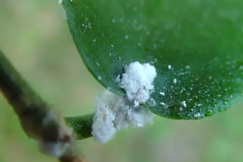 Vita, luddiga ohyra, troligen ullöss, angriper en grön växt. De ser ut som små bomullstussar på blad och stjälk.