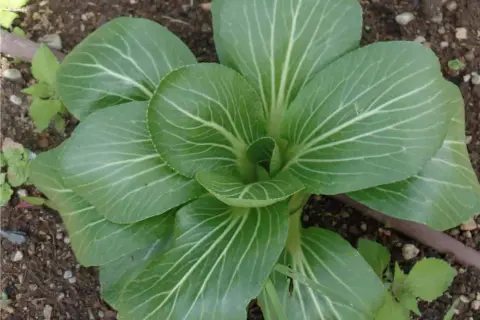 Un giovane pak choi cresce nel terreno, le sue foglie verdi brillano di venature bianche.
