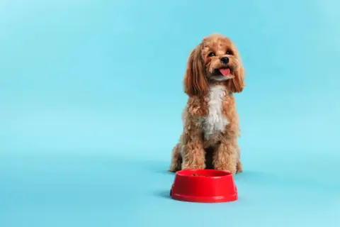 Ein süßer Hund sitzt vor einem roten Napf mit Futter und zeigt beeindruckende Impulskontrolle.