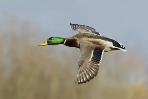 Un canard colvert en plein vol, symbole de liberté. Sa tête verte irisée brille sous le ciel clair.