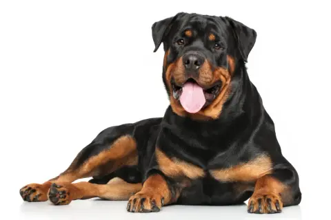 Potężny rottweiler groźny, leżący na białym tle, z językiem na wierzchu.