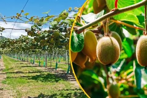 Kiwi: Zaskakujące pochodzenie. Gdzie rośnie i czy można zwiedzać plantacje?