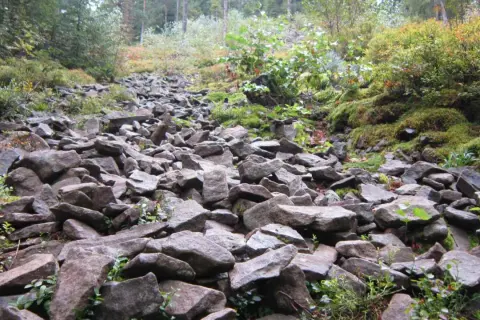 Kamieniste zbocze w rezerwat gołoborze, porośnięte mchem i niską roślinnością. Kamienie tworzą naturalną ścieżkę.