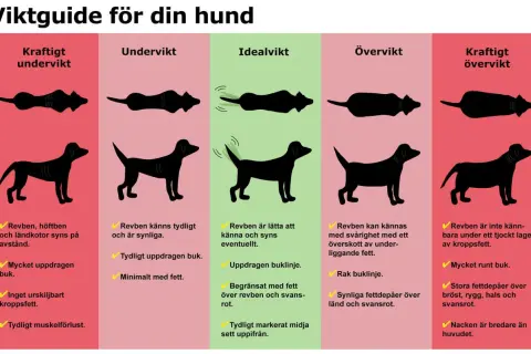 En guide för att bedöma din hunds vikt. Visar silhuetter av hundar från underviktig till kraftigt överviktig, med beskrivningar av kroppens former och fett. En fet hund har svårt att känna revbenen.