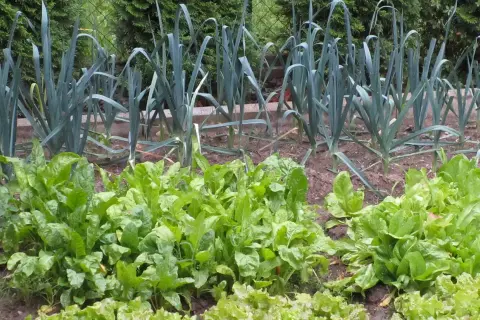 Un orto rigoglioso con lattuga e bietole in primo piano, e porri sullo sfondo. Ottima idea per capire cosa piantare dopo le patate.