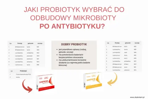 Jaki probiotyk wybrać po antybiotyku? Tabela szczepów bakterii i prebiotyków, a także opakowania Sanprobi.