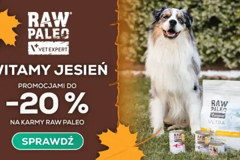 Gdzie kupić leki dla psa? Odkryj najlepsze miejsca i oferty