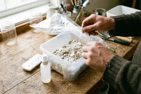 Man manipula un contenedor con sustrato para cultivar setas. El pan de setas no fructifica, pero la esperanza persiste.
