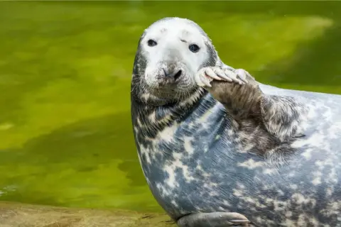 Foka w zoo nad morzem pozdrawia, unosząc łapę. Jej szare futro w cętki lśni w zielonej wodzie.